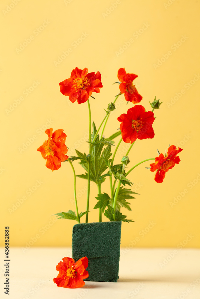 Fototapeta premium Scarlet flowers gravitate on a yellow background. Floral background, summer background. Copy space.