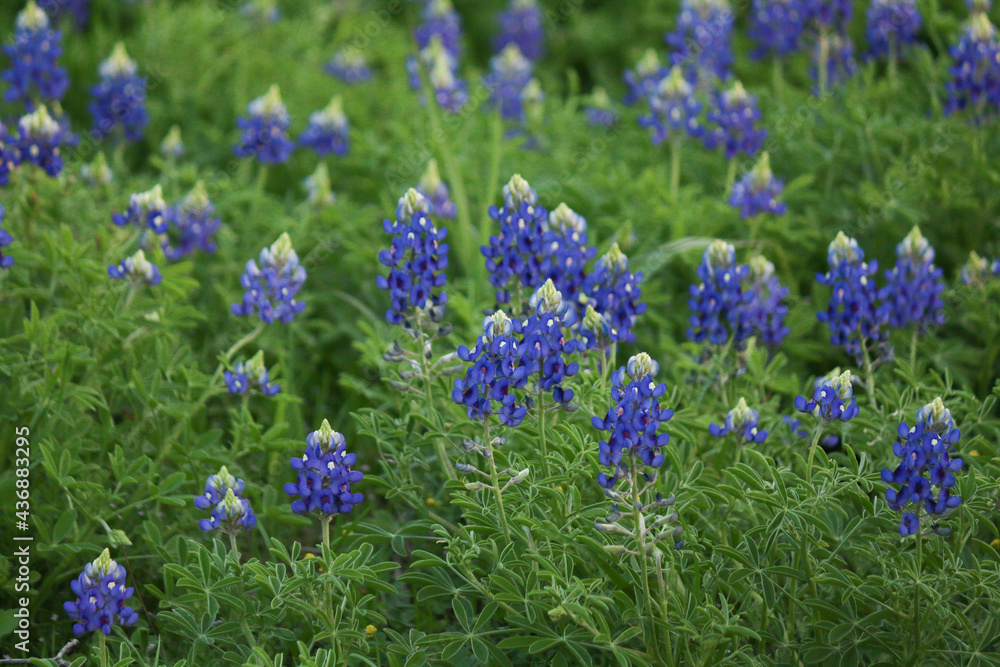 Obraz premium bluebonnet field