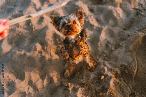 Yorkshire Terrier dog walks on the sand on the beach