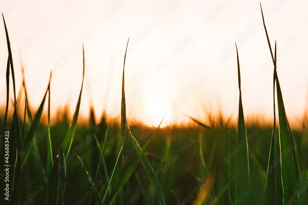 Natural green grass background with sky