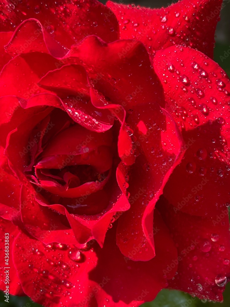 Naklejka premium rose plant in spring