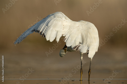 Western reef heron white morphed preening at Asker coast, Bahrain photo