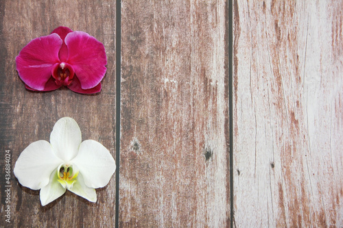 white and pink orchid flowers on a wooden background