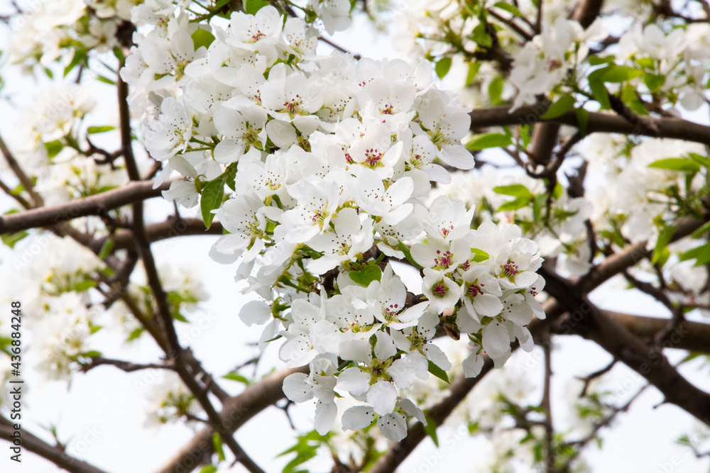 blooming tree