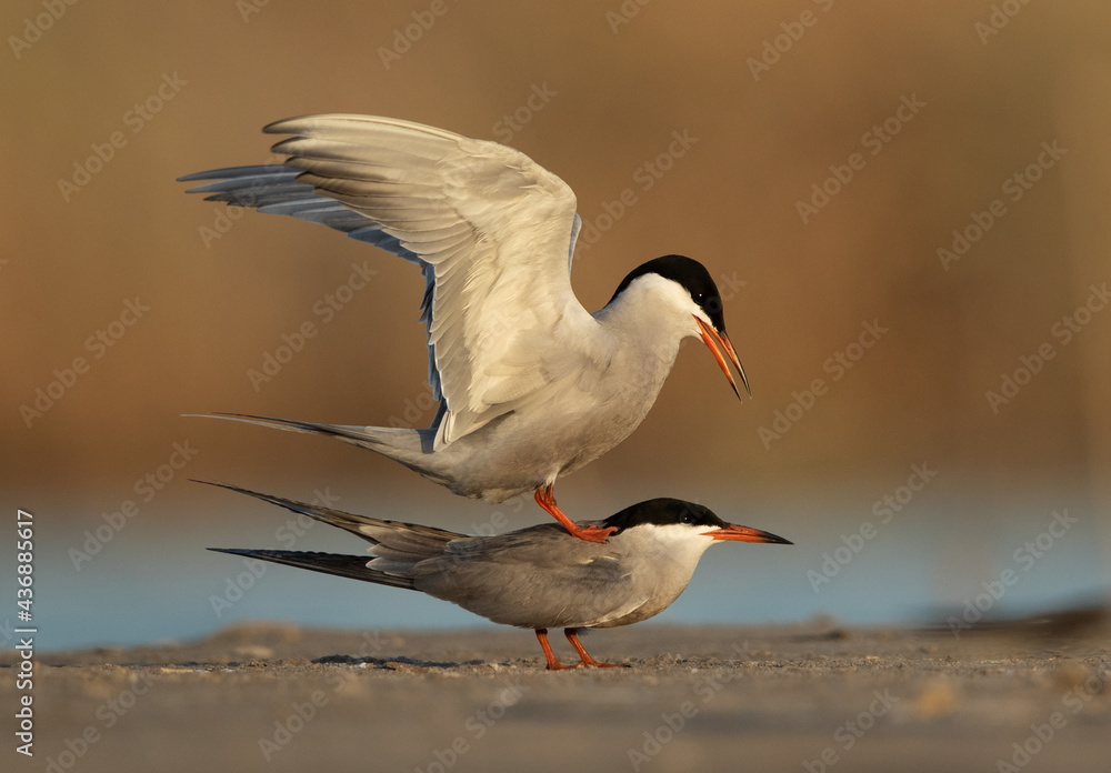 Fototapeta premium White-cheeked Tern trying to mate at Asker marsh, Bahrain