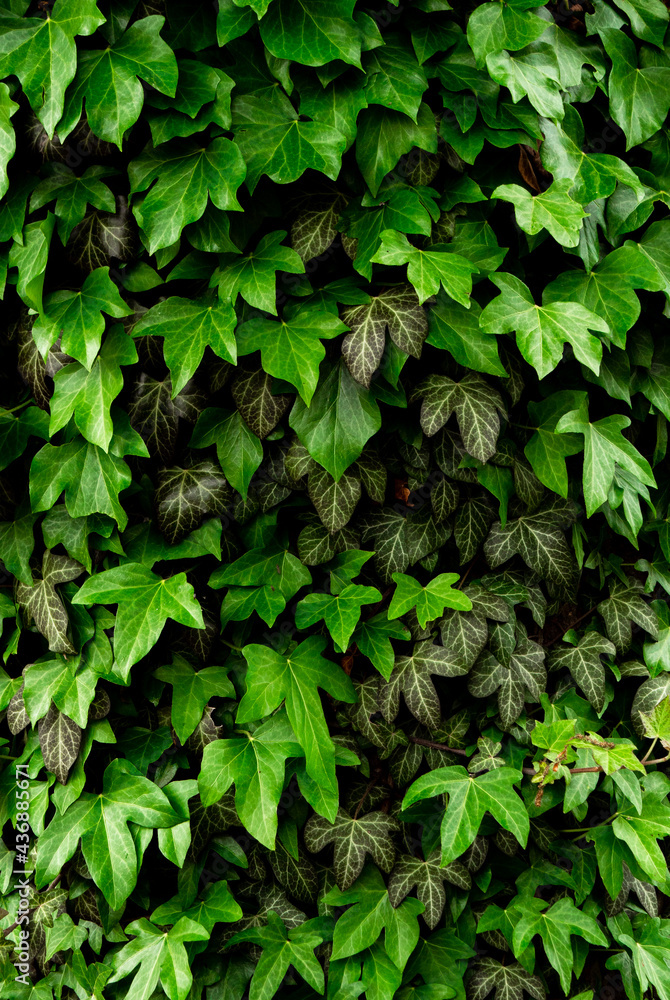 Fototapeta premium green ivy leaves