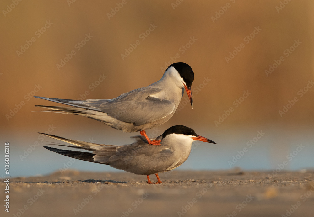 White-cheeked Tern mating pair at Asker marsh, Bahrain White-cheeked Tern mating pair at Asker marsh, Bahrain
