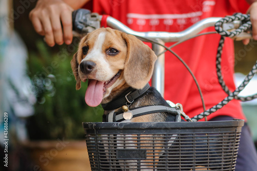 Happy one beagle dog in a collar with a is sit down on the bicyclist. Small beagel.