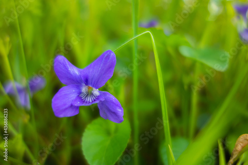small delicate blue wild flower isolated on a natural green background