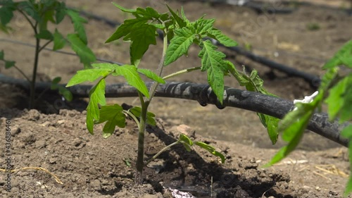 Slow-motion video of irrigation system watering young tomato plants in the garden. Concept of agriculture and gardening. Slow-motion of self-watering system.