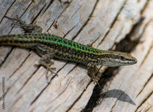 Close-up shot of Andalusian Wall Lizard (Podarcis vaucheri)