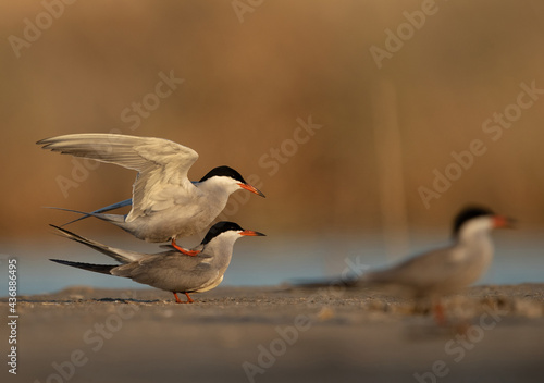 White-cheeked Tern trying to mate at Asker marsh, Bahrain © Dr Ajay Kumar Singh