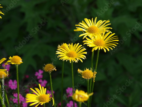 Yellow daisies