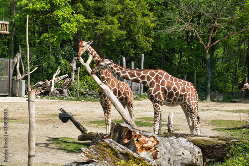 Zoobesuch photo