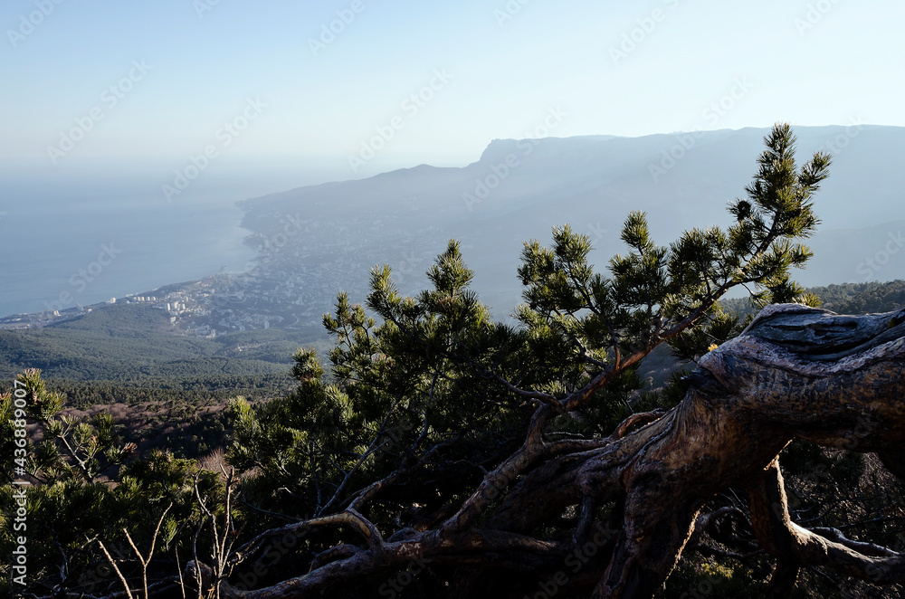 Fototapeta premium CRIMEA: Sunset scenic landscape view with pines
