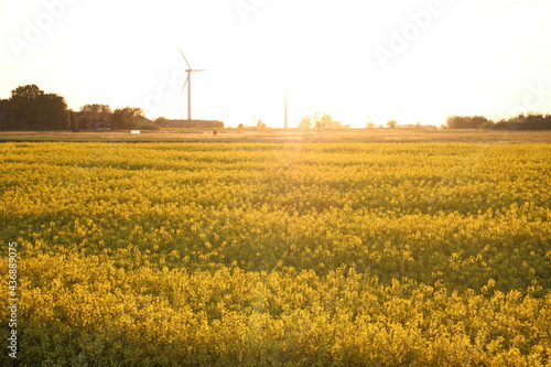 windmill in a field of field mustard