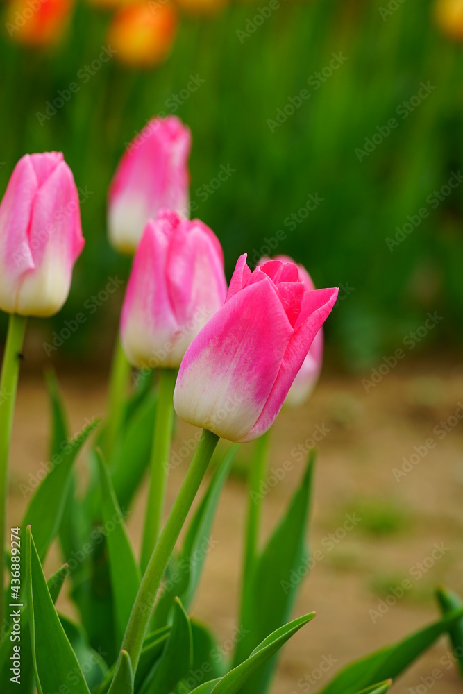 Pink and white tulip flowers in the spring garden Pink and white tulip flowers in the spring garden
