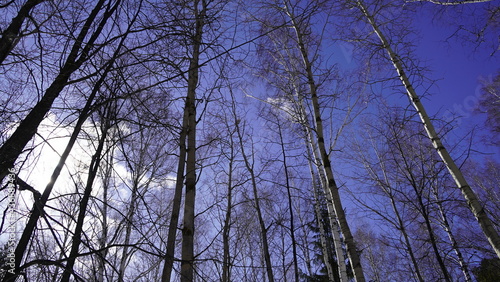 Tall trees in the winter forest