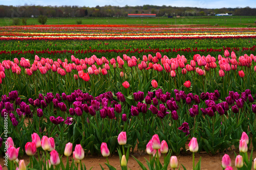 View of a colorful tulip field with flowers in bloom in Cream Ridge, Upper Freehold, New Jersey, United States © eqroy