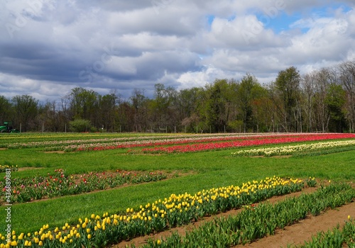 View of a colorful tulip field with flowers in bloom in Cream Ridge  Upper Freehold  New Jersey  United States