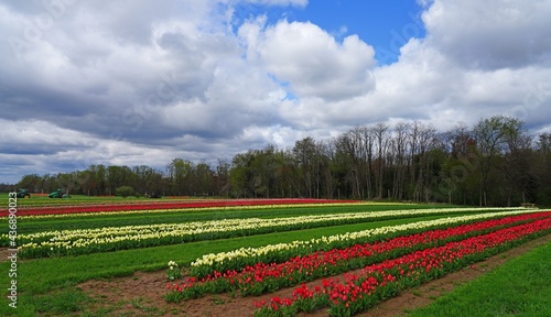 View of a colorful tulip field with flowers in bloom in Cream Ridge, Upper Freehold, New Jersey, United States
