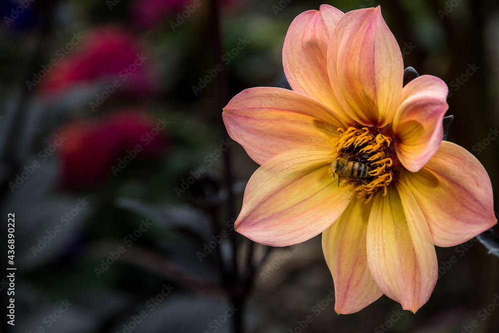 A bee on a yellow and pink Dahlia Moonfire in Trauttmansdorff botanical garden in Merano, Trentino Alto Adige Südtirol, Italy, Europe A bee on a yellow and pink Dahlia Moonfire in Trauttmansdorff botanical garden in Merano, Trentino Alto Adige Südtirol, Italy, Europe