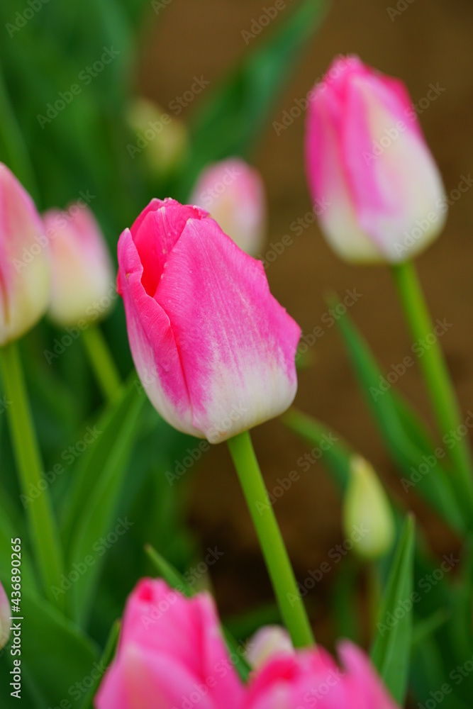 Pink and white tulip flowers in the spring garden Pink and white tulip flowers in the spring garden