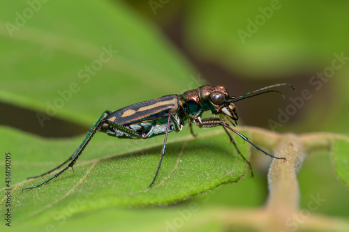 Image of tiger beetle on green leaves on natural background. Animal. Insect.