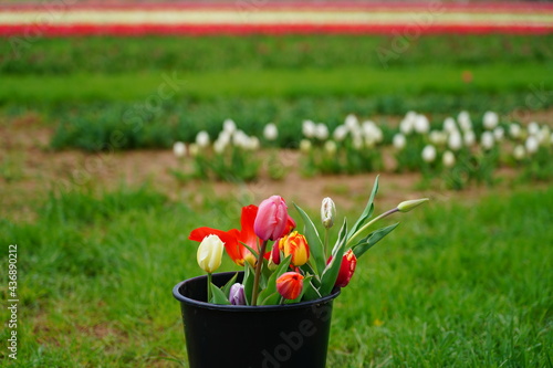 View of a colorful tulip field with flowers in bloom in Cream Ridge, Upper Freehold, New Jersey, United States