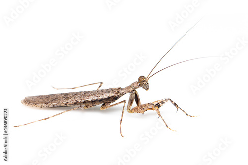 Image of camouflaged bark mantis (Liturgusa sp.) on white background. Insect. Animal.