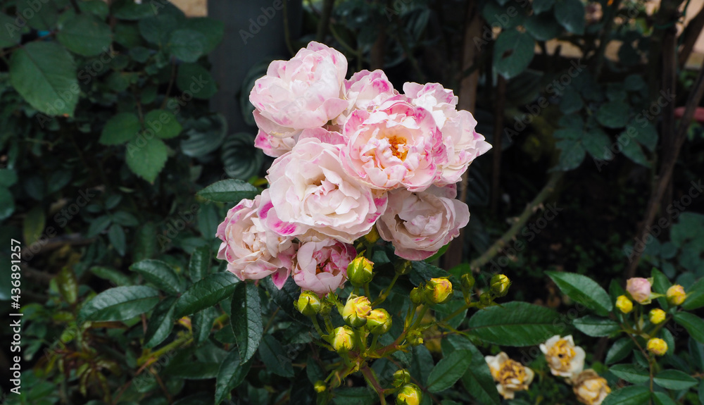 A white pink rose in full bloom on a branch A white pink rose in full bloom on a branch