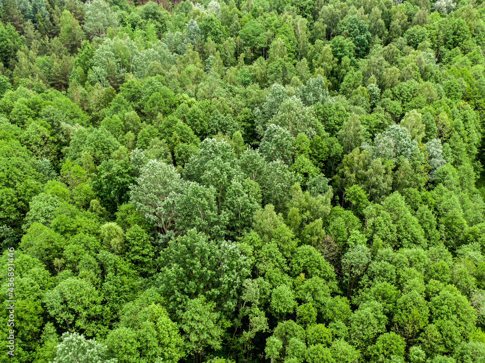 Top view of green trees. Nature texture.