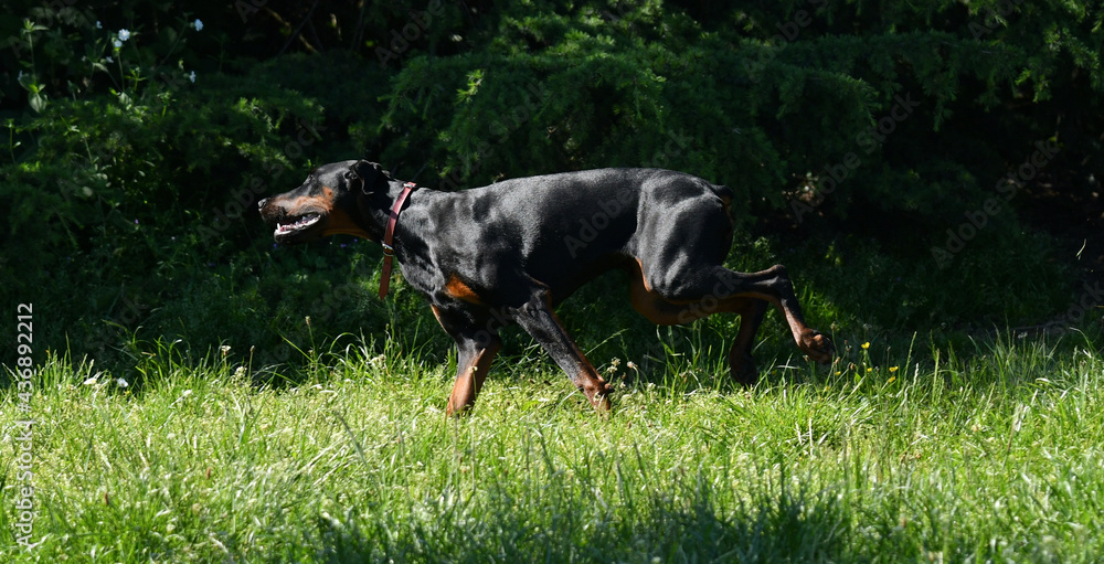 Young doberman dog running in a park in the morning in a pretty light Young doberman dog running in a park in the morning in a pretty light
