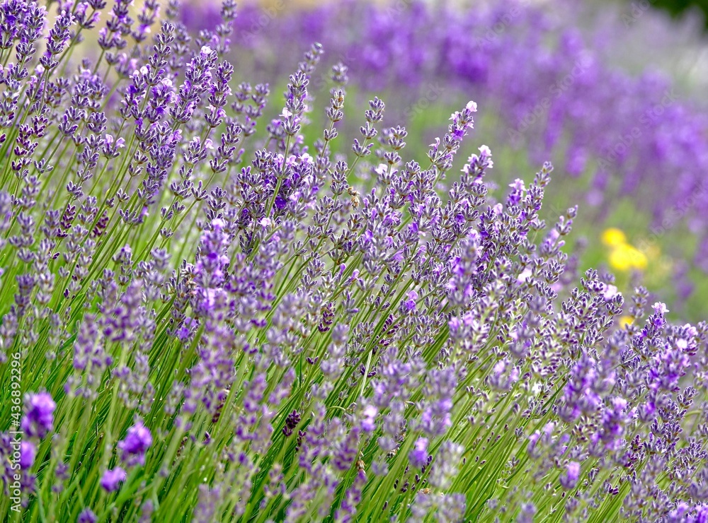 Detail of a purple field of lavender Detail of a purple field of lavender