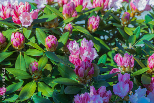 Сlose up view of blooming rhododendron in spring. Beautiful nature backgrounds. 