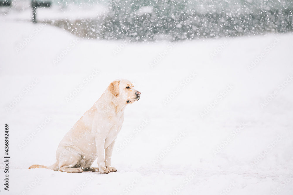 Lonely Sad White Labrador Dog Sitting In Snow During Snowy Winter Day. Homeless Pet