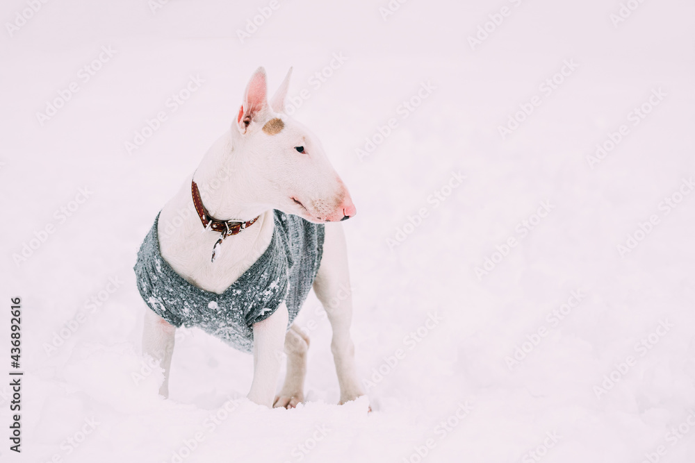 Funny Young English Bull Terrier Bullterrier Puppy Dog Posing Outdoor In Snow Snowdrift. Winter Season. Playful Pet Outdoors