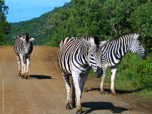 Zebra family in Hluhluwe-Imfolozi park  South Africa