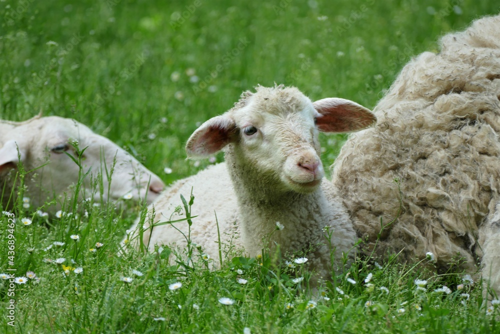 Cute little lamb laying on the grass in the farm Cute little lamb laying on the grass in the farm