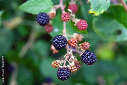 Black and red berries wild shrub with