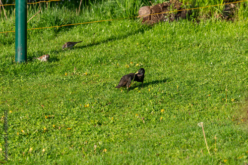 a starling, sturnus vulgaris, is feed his young in the garden on the green lawn at the sunny morning