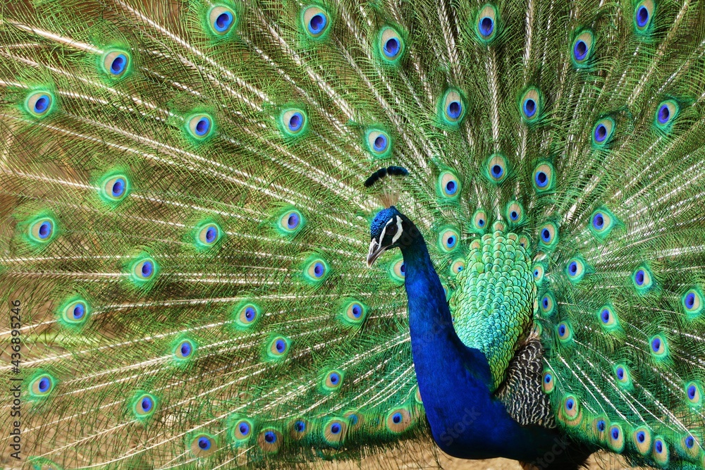 Naklejka premium Peacock with colorful feathers in nature