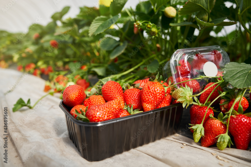 Black plastic box full of ripe fresh strawberries standing at farm field. Plantation of sweet seasonal berries. Organic food for selling. Black plastic box full of ripe fresh strawberries standing at farm field. Plantation of sweet seasonal berries. Organic food for selling.