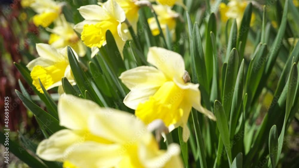 Variety of Blooming Spring And Summer Flowers And Shrubs. Variety of Blooming Spring And Summer Flowers And Shrubs.