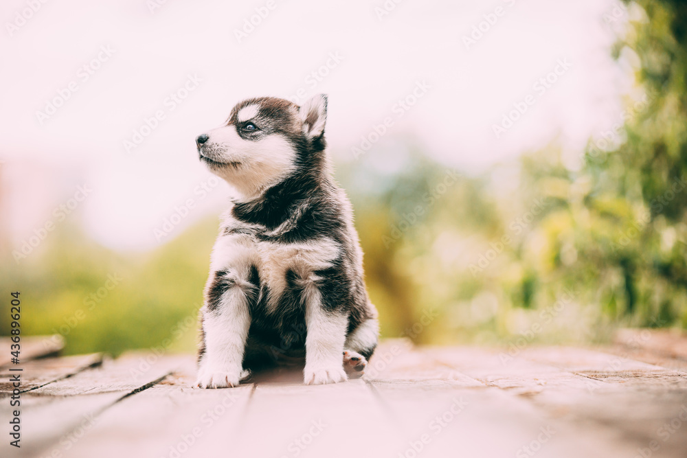Four-week-old Husky Puppy Of White-gray-black Color Sitting On Wooden Ground And Looking Into Distance