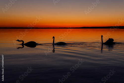 Black silhouette of a swan family at sunset © 9parusnikov