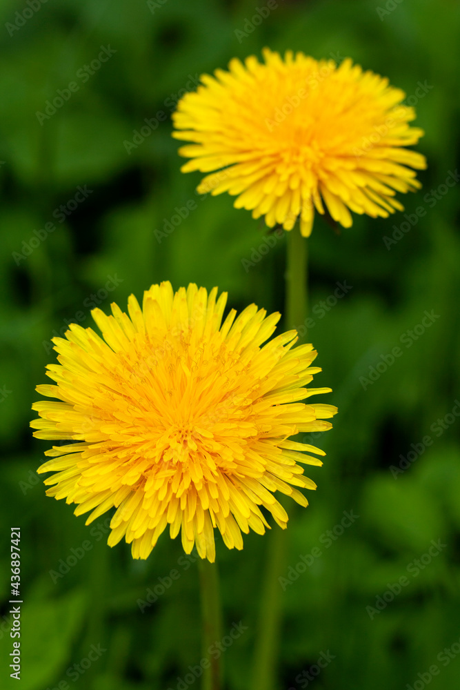 Yellow dandelions in the grass