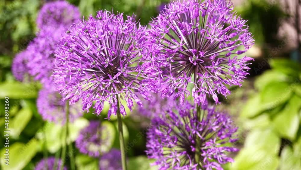 Variety of Blooming Spring And Summer Flowers And Shrubs. Variety of Blooming Spring And Summer Flowers And Shrubs.
