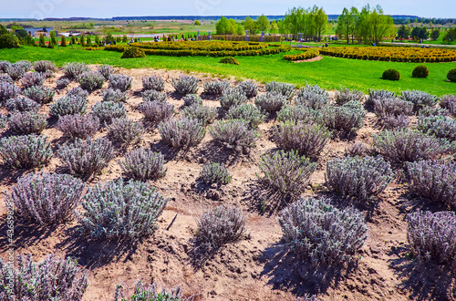 Lavender field and ornamental garden in arboretum photo