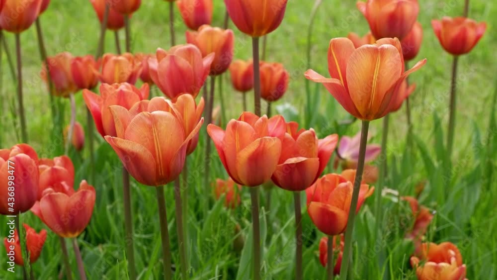 An orange tulip moves from the wind. Flowers. Plants. Suitable for backgrounds. An orange tulip moves from the wind. Flowers. Plants. Suitable for backgrounds.
